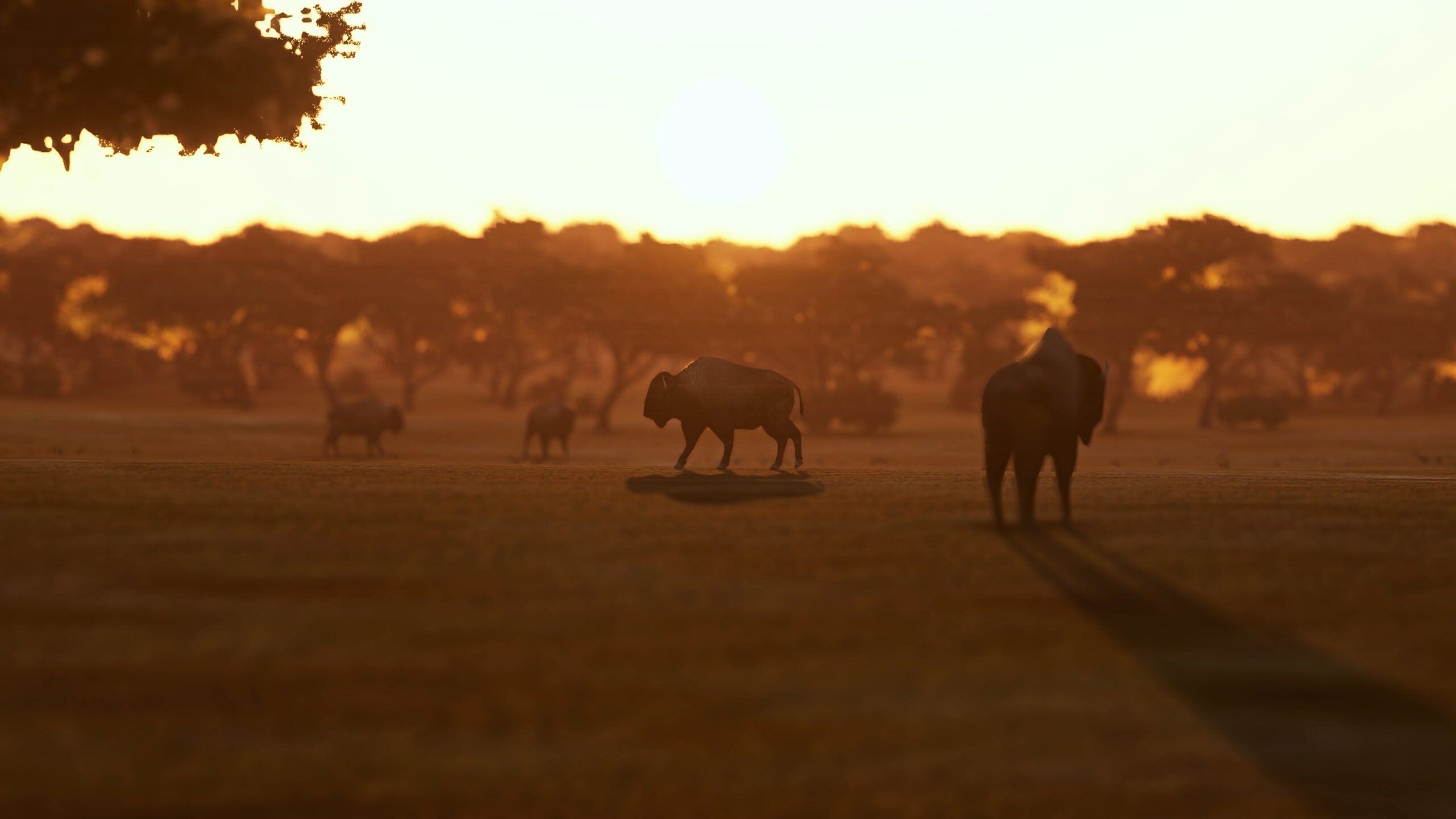 SoFly_Animals_Buffalo-2