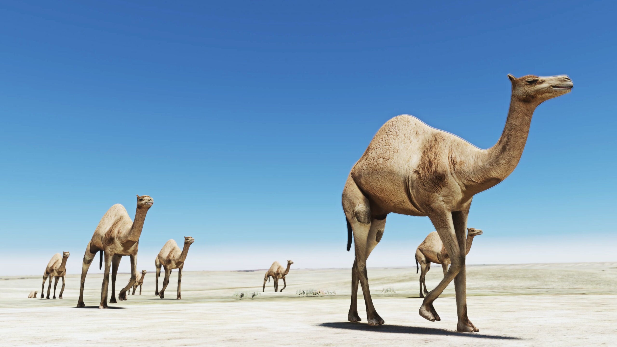 SoFly_Animals_Camel-1